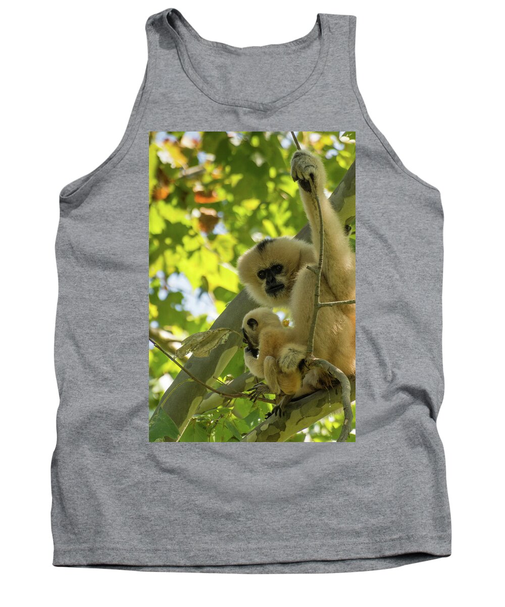 Zoo Tank Top featuring the photograph Mommy Gibbon by John Benedict