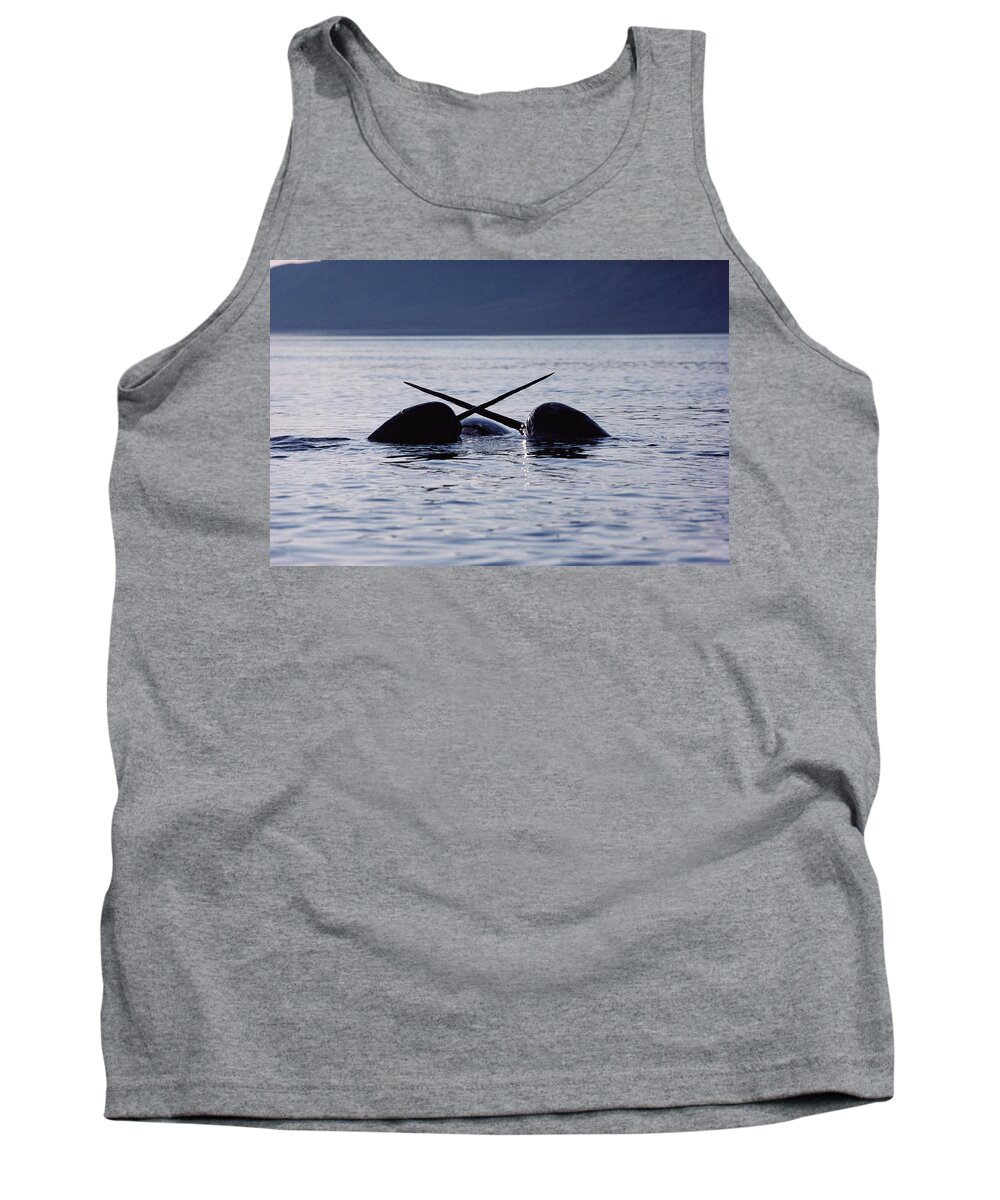 00080563 Tank Top featuring the photograph Narwhal Males Sparring Baffin Island by Flip Nicklin