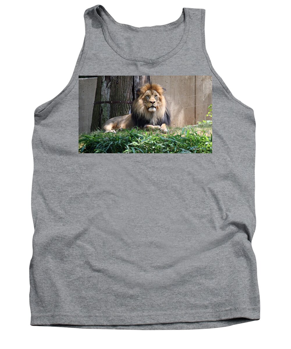 Smithsonian Tank Top featuring the photograph National Zoo - Luke - African Lion by Ronald Reid