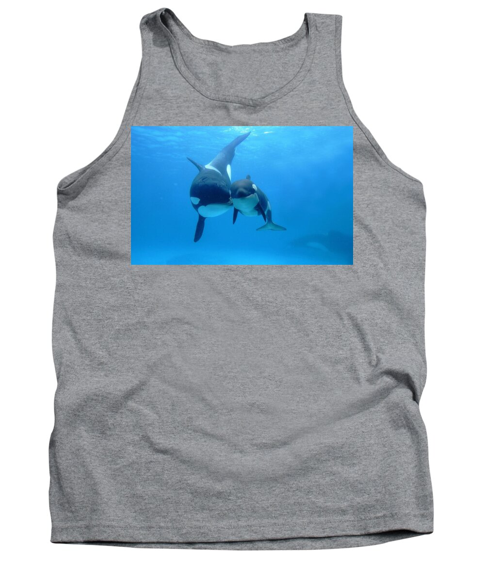 Orca Tank Top featuring the photograph Orca by Mariel Mcmeeking