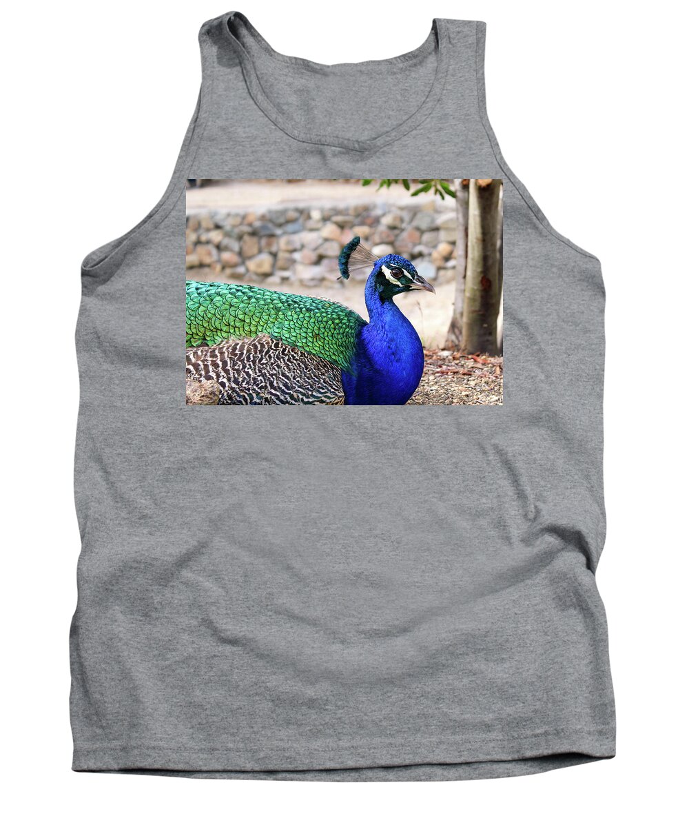 Peacock Tank Top featuring the photograph Pretty Proud Peacock by Alison Frank