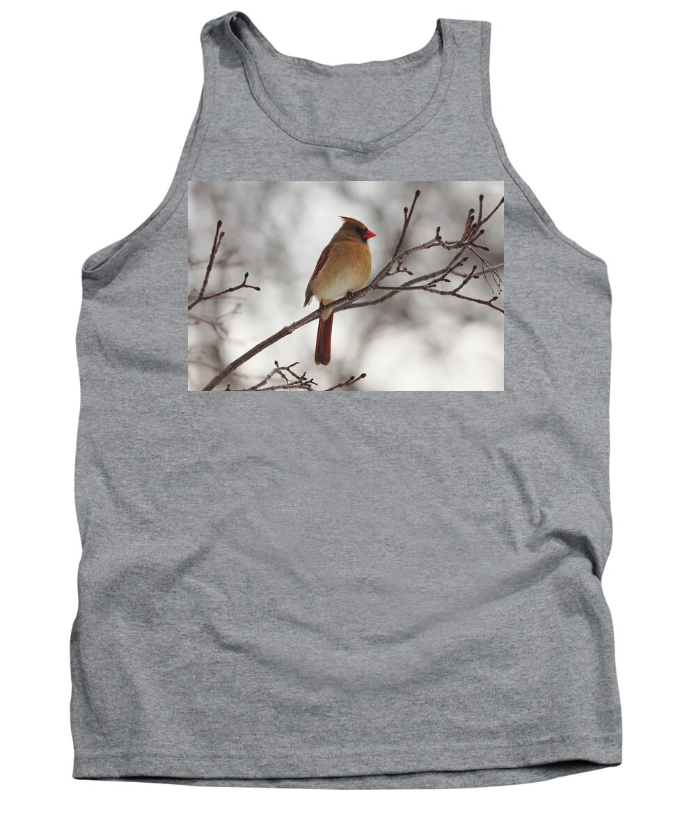 Northern Red Cardinal Tank Top featuring the photograph Perched Female Red Cardinal by Debbie Oppermann