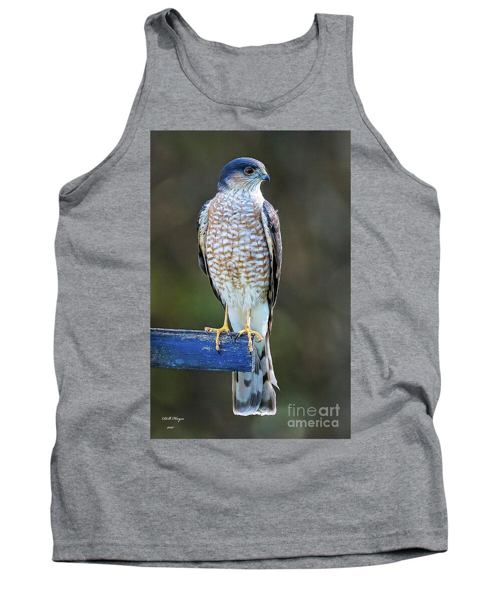 Hawks Tank Top featuring the photograph Sharp-Shinned Hawk by DB Hayes