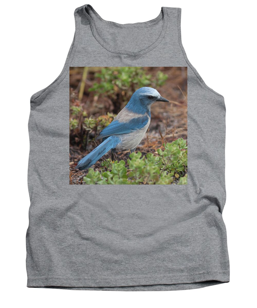 Florida Scrub Jay Tank Top featuring the photograph Scrub Jay Framed in Green by Paul Rebmann
