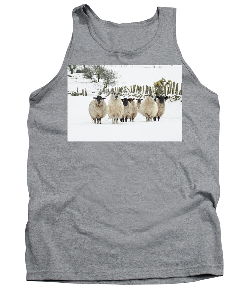 Sheep Tank Top featuring the photograph Sheep in Snow by Joe Ormonde