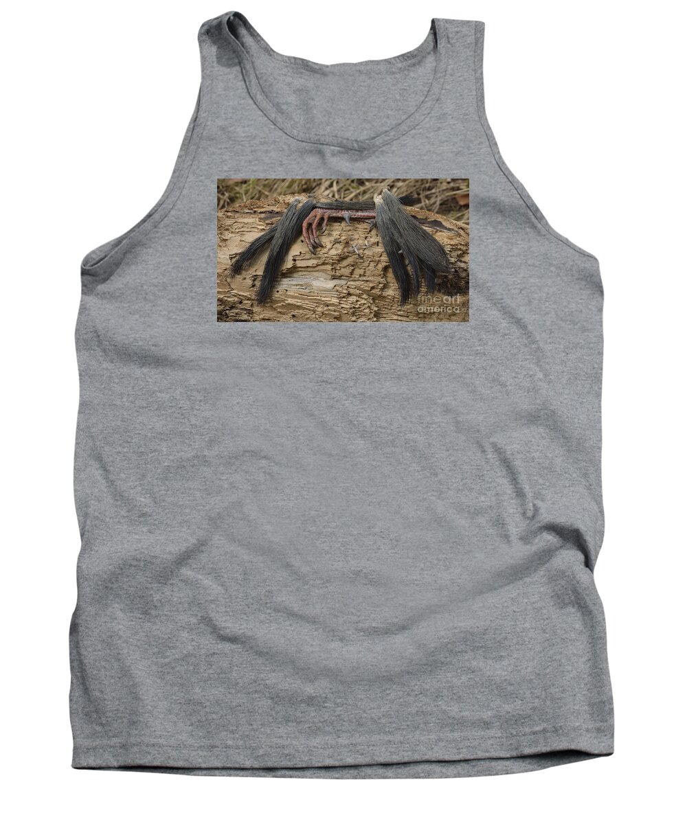 High Virginia Images Tank Top featuring the photograph Spring Feathers by Randy Bodkins