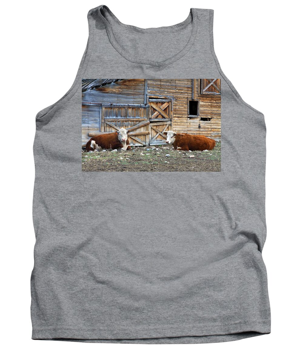 Rustic Tank Top featuring the photograph Squires Herefords by the Rustic Barn by Karon Melillo DeVega