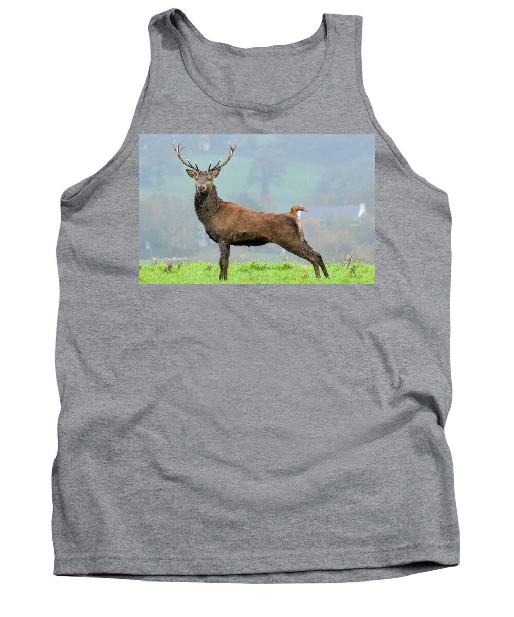 Stag Tank Top featuring the photograph Stag by Joe Ormonde