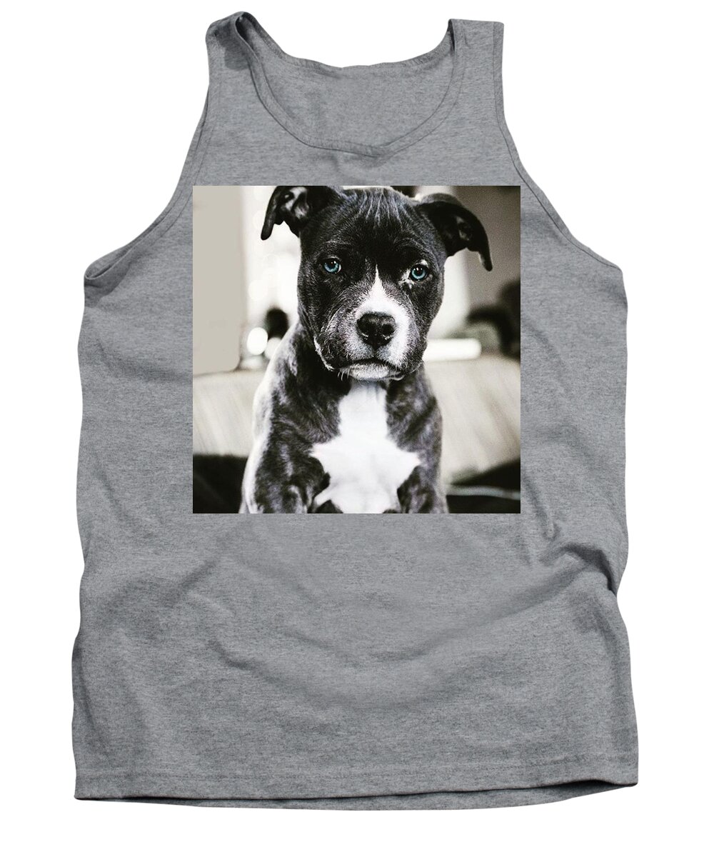 Sun Tank Top featuring the photograph Dog Blue Eyes by Andy Bucaille