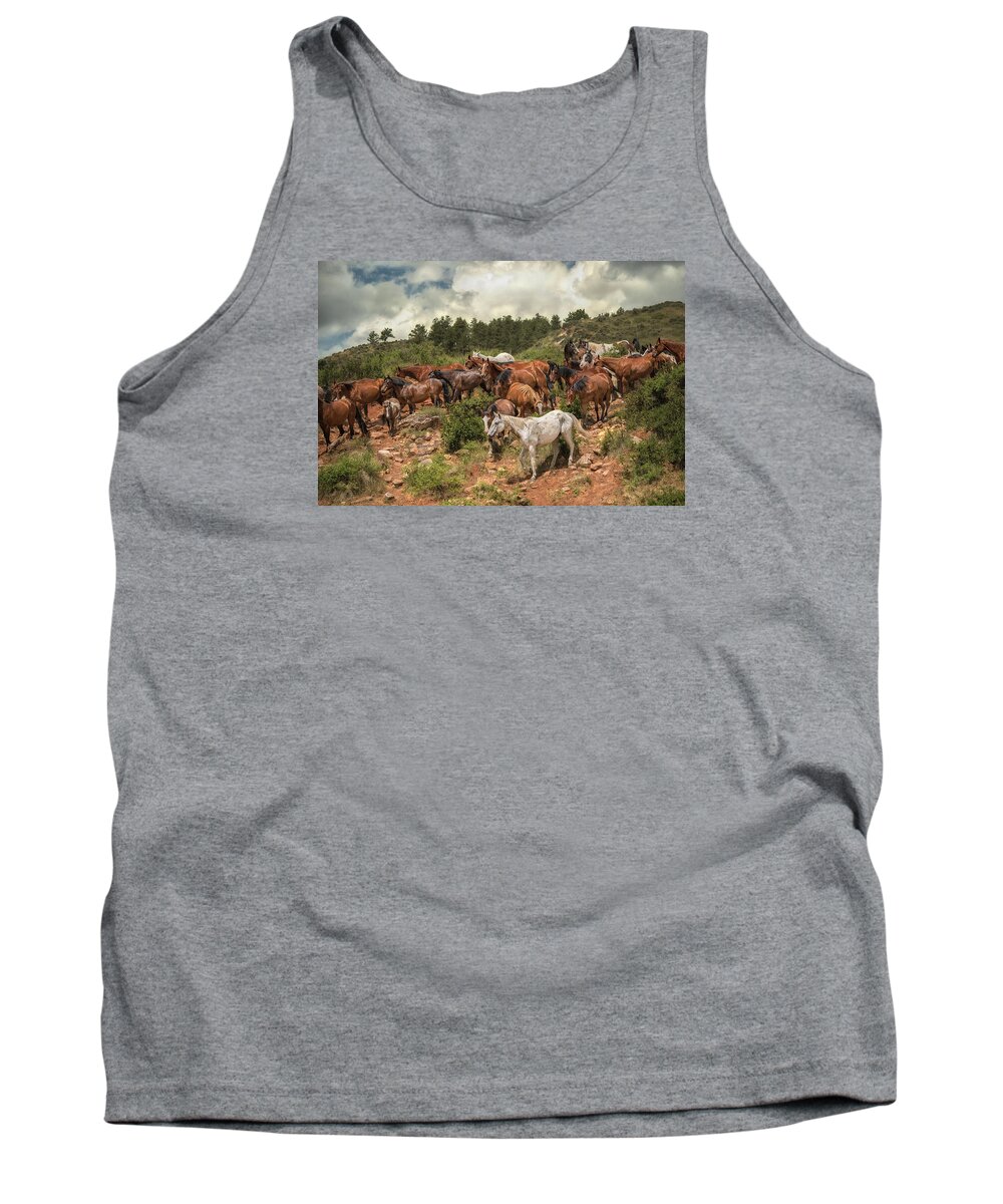 Horses Tank Top featuring the photograph The Herd by Ryan Courson