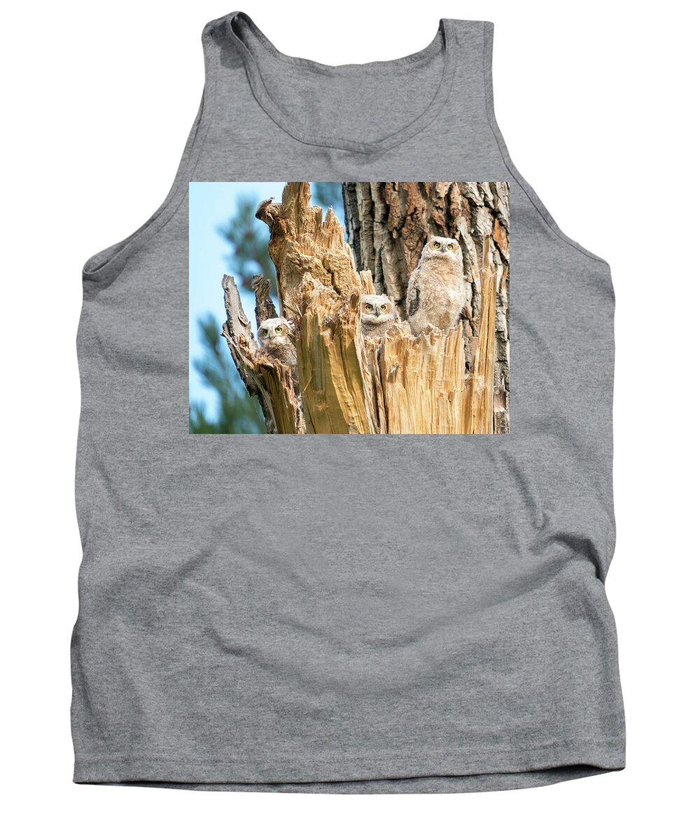 Great Horned Owl Tank Top featuring the photograph Three Great Horned Owl Babies by Judi Dressler