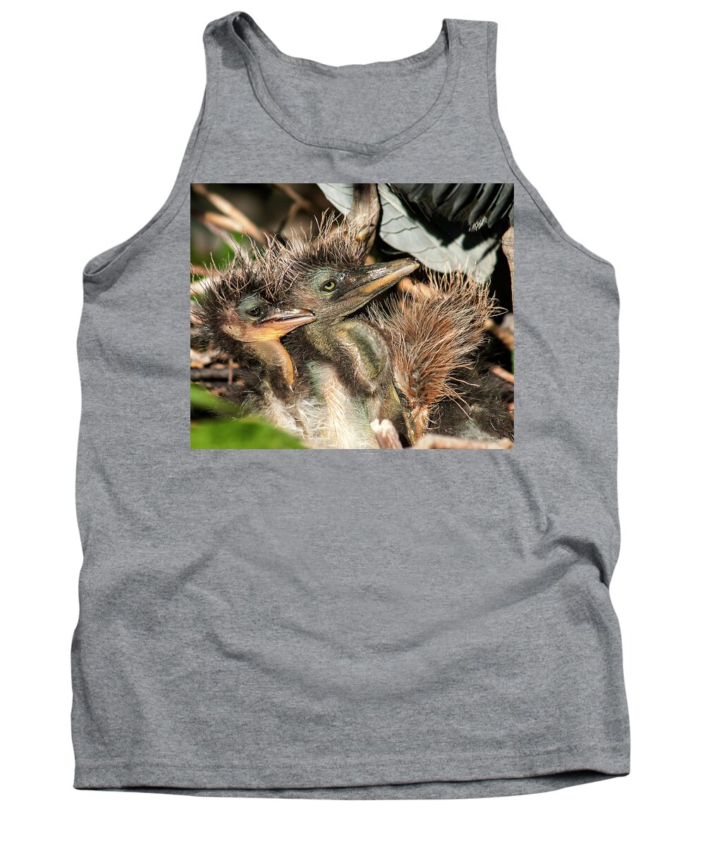 Tricolored Heron Tank Top featuring the photograph Tri-colored Heron Chicks by Norman Johnson