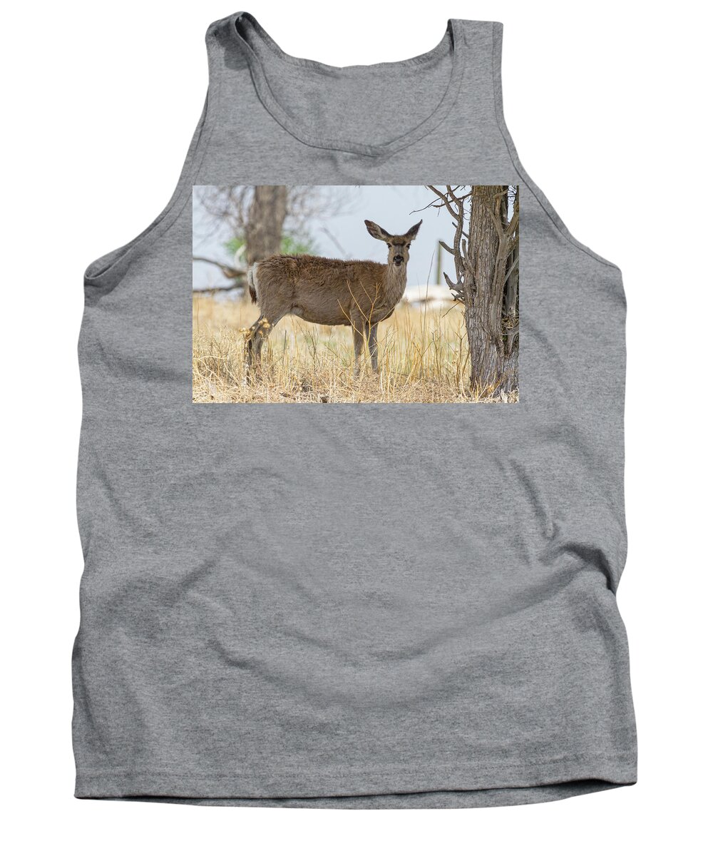 Mule Deer Tank Top featuring the photograph Watching From the Woods by James BO Insogna
