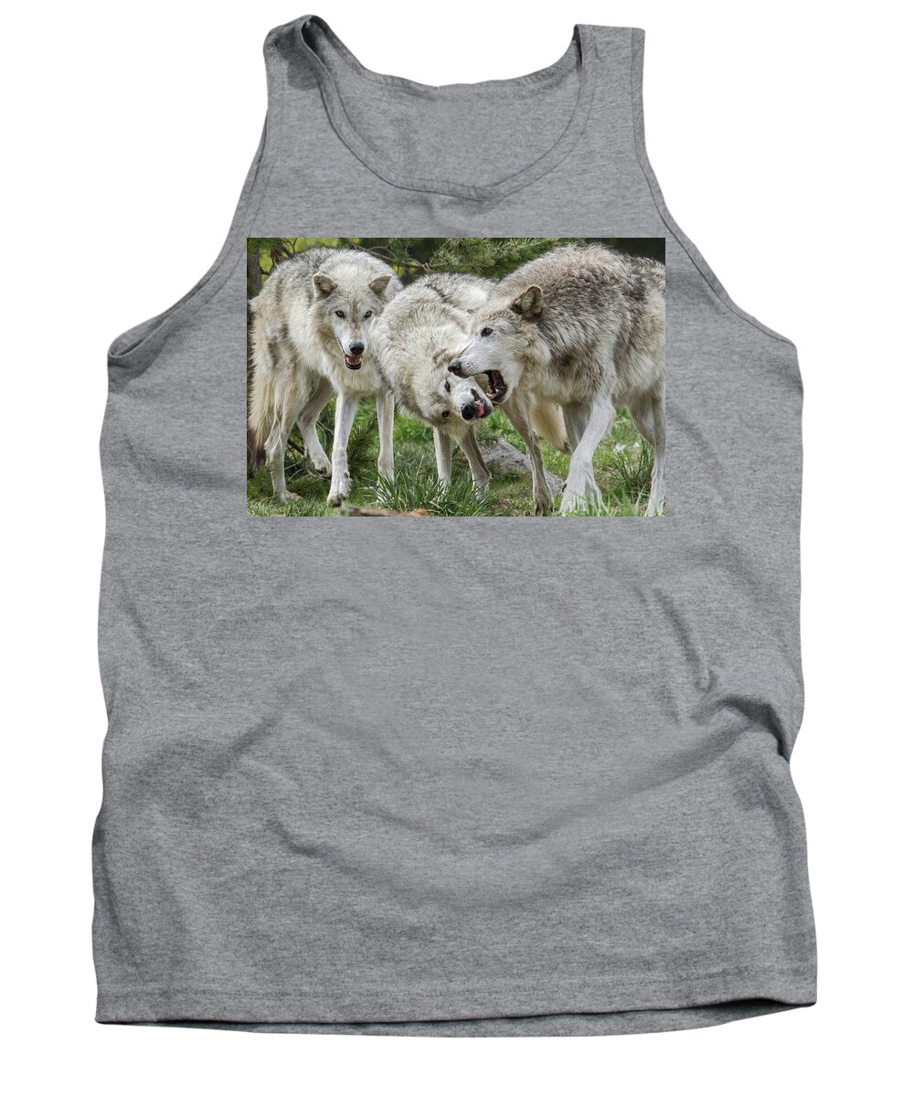 Wolf Tank Top featuring the photograph Wolves Playing by Wesley Aston