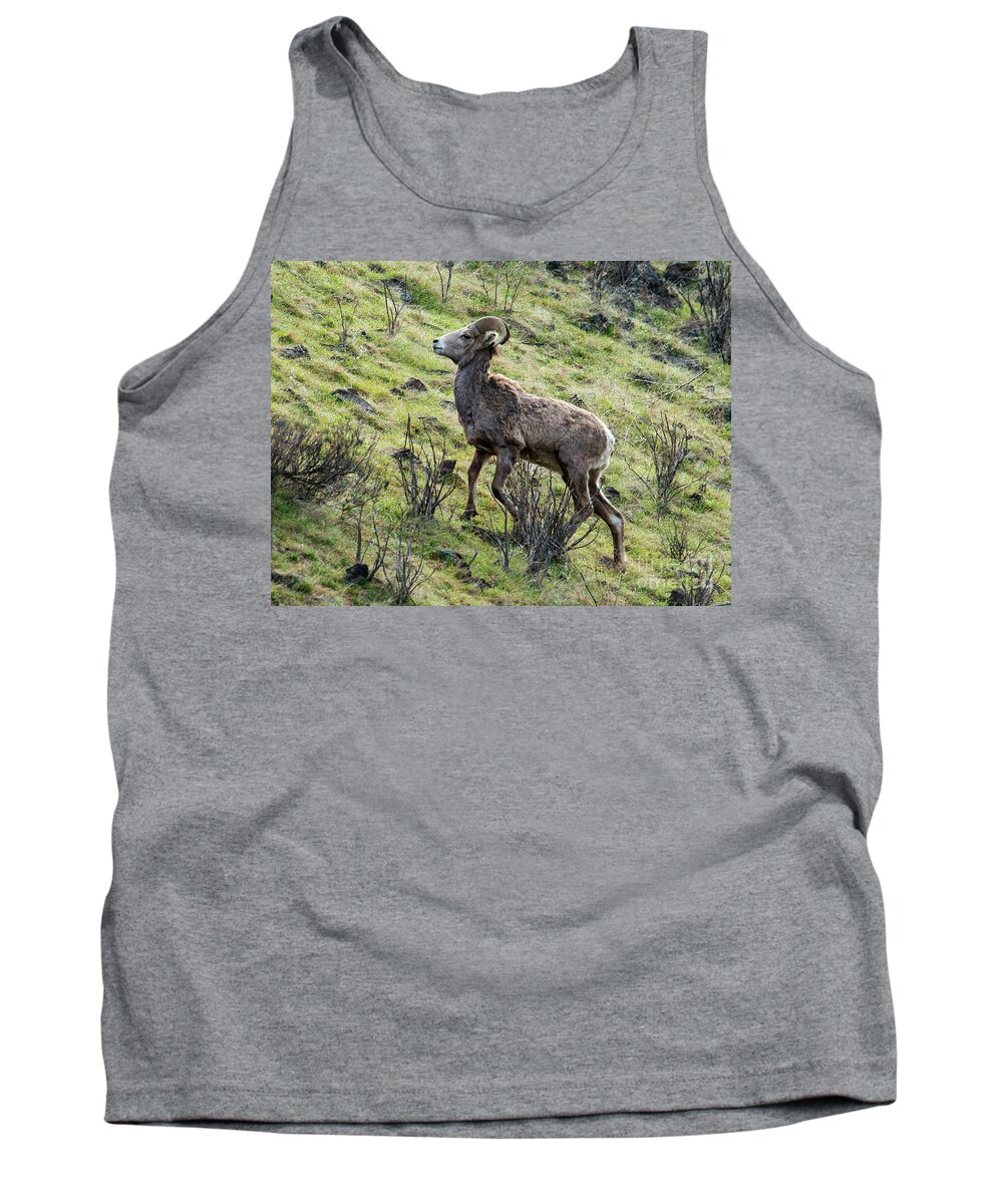 Bighorn Tank Top featuring the photograph Young Ram Climbing by Michael Dawson