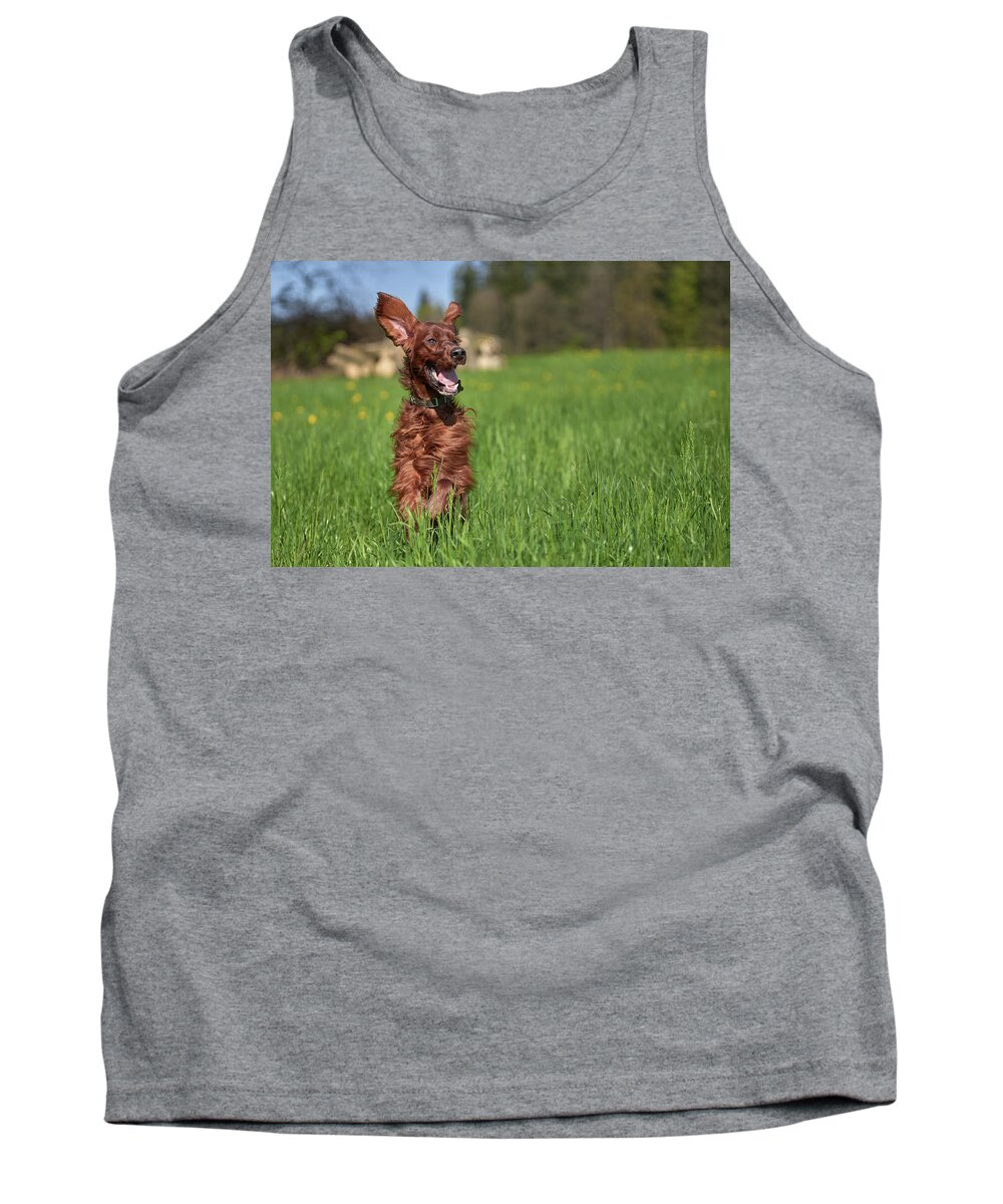 Dog Tank Top featuring the photograph Happy setter #1 by Robert Krajnc