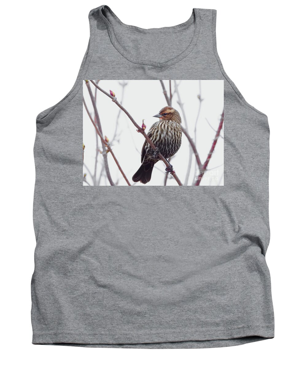 Song Sparrow Tank Top featuring the photograph Natures Beauty #1 by Scott Cameron