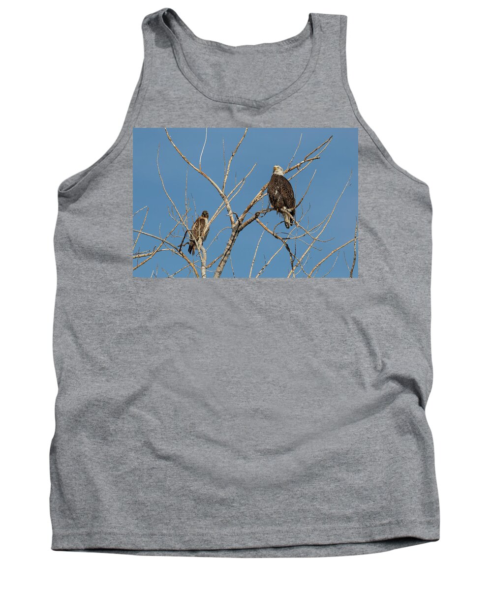 Bald Eagle Tank Top featuring the photograph Bald Eagle and Red Tailed Hawk Share a Roost by Tony Hake
