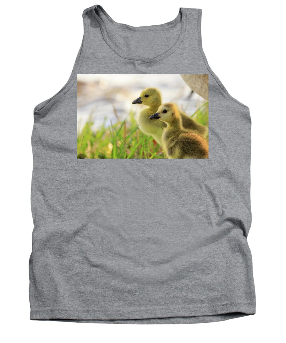 Goslings Tank Top featuring the photograph Boston Goslings by Rob Davies