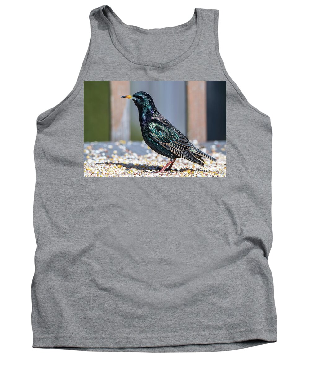 Starling Tank Top featuring the photograph Bright Colors of the Starling Bird by Sandra J's