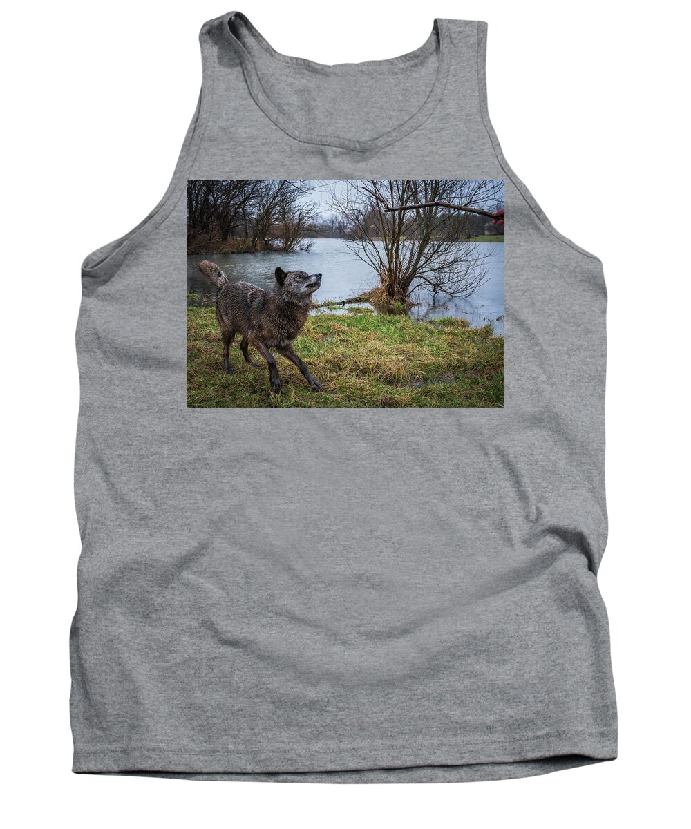 Black Wolf Wolves Tank Top featuring the photograph Get the Stick by Laura Hedien