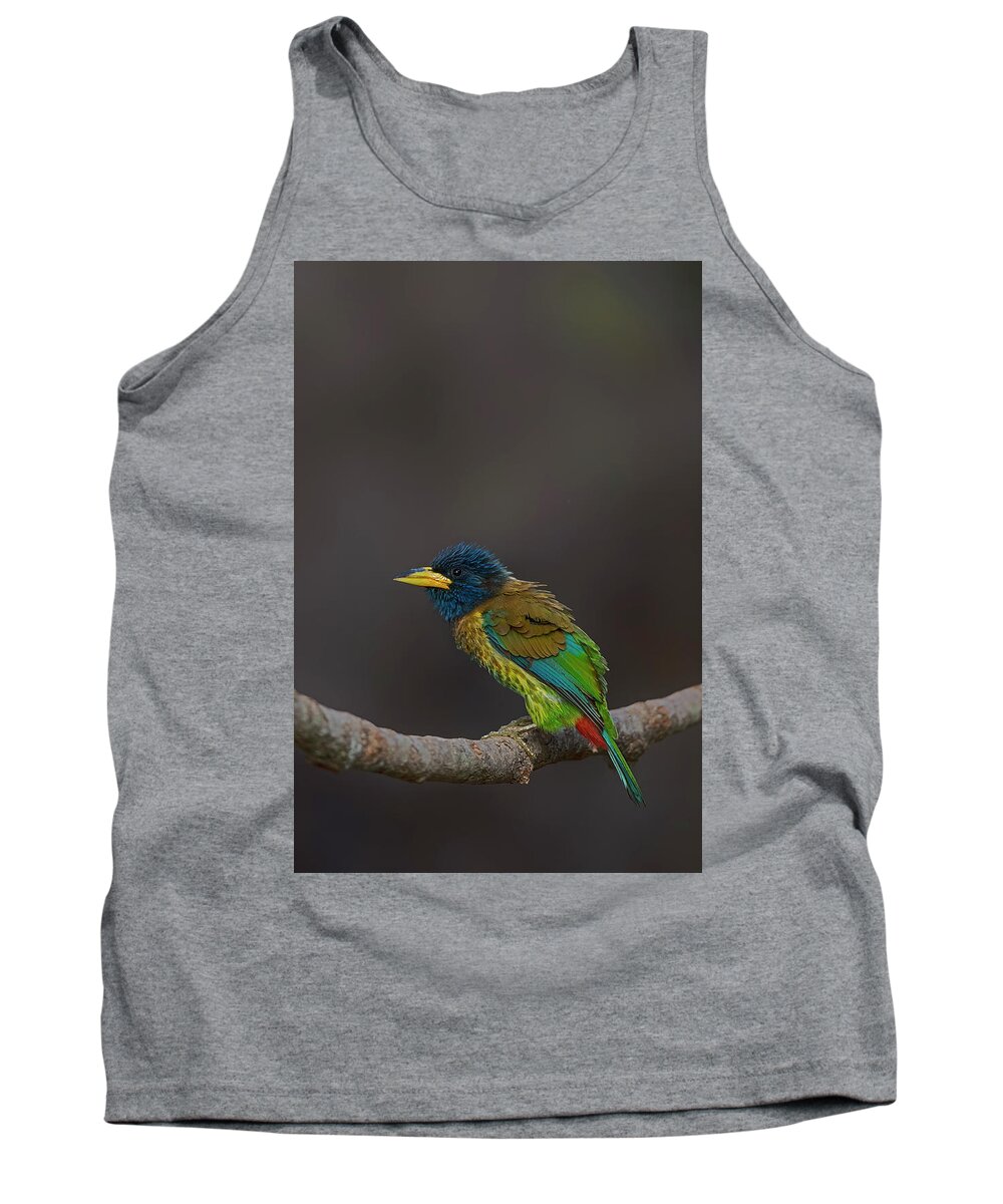 Bird Images For Print Tank Top featuring the photograph Great barbet by Uma Ganesh