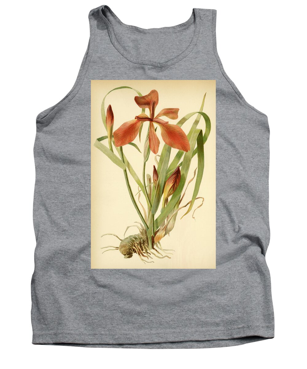 Iris Tank Top featuring the mixed media Iris Cuprea Copper Iris. by Unknown