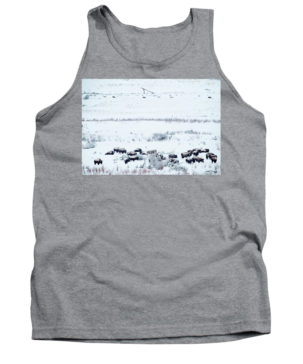 Wolves Tank Top featuring the photograph Just Passing Through by Eilish Palmer