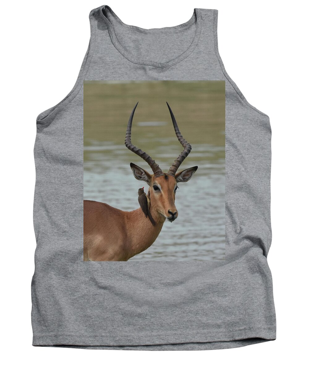 Impala Tank Top featuring the photograph Male Impala with Oxpecker by Ben Foster