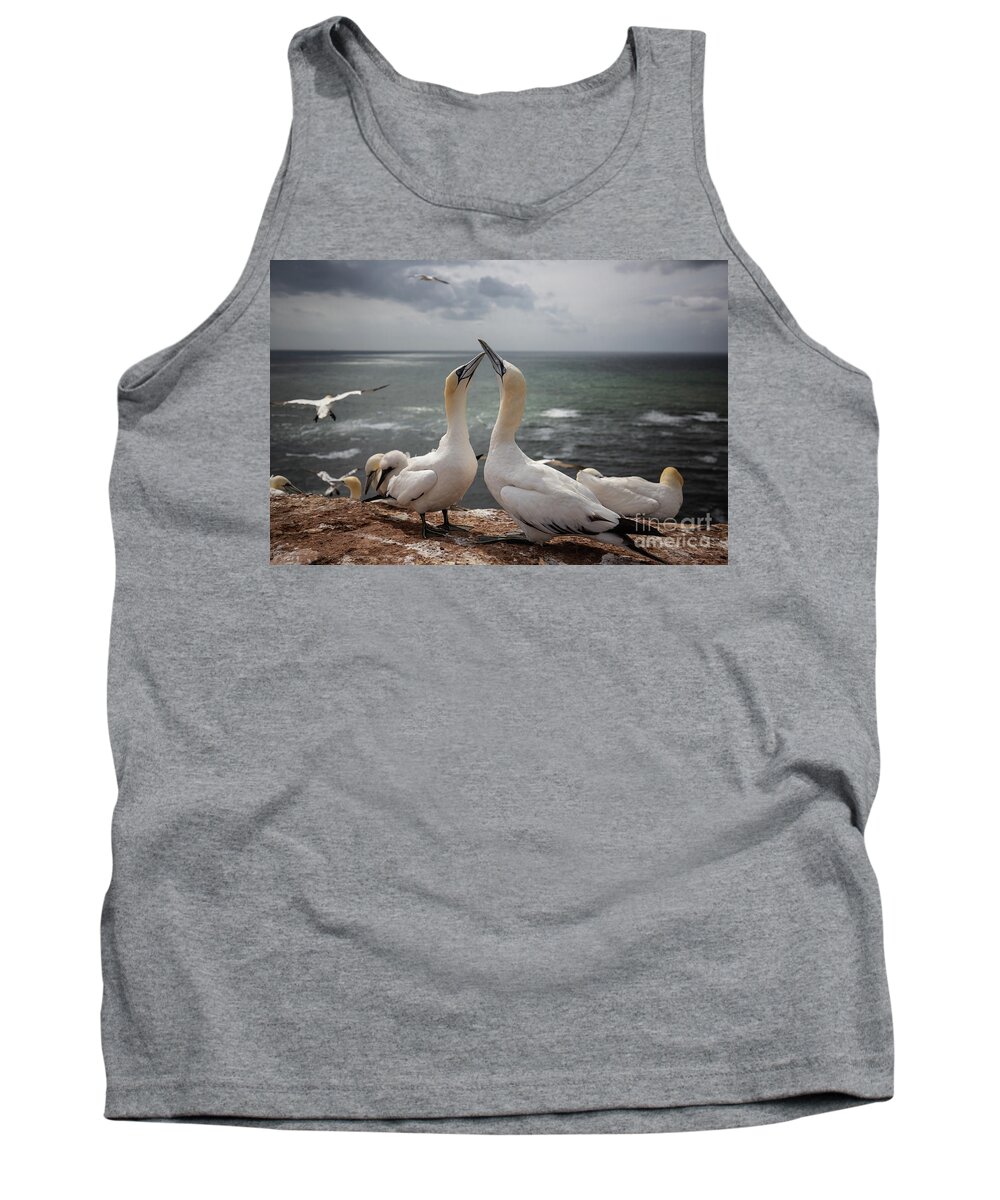 Northern Gannets Tank Top featuring the photograph Northern Gannets'Greeting by Eva Lechner