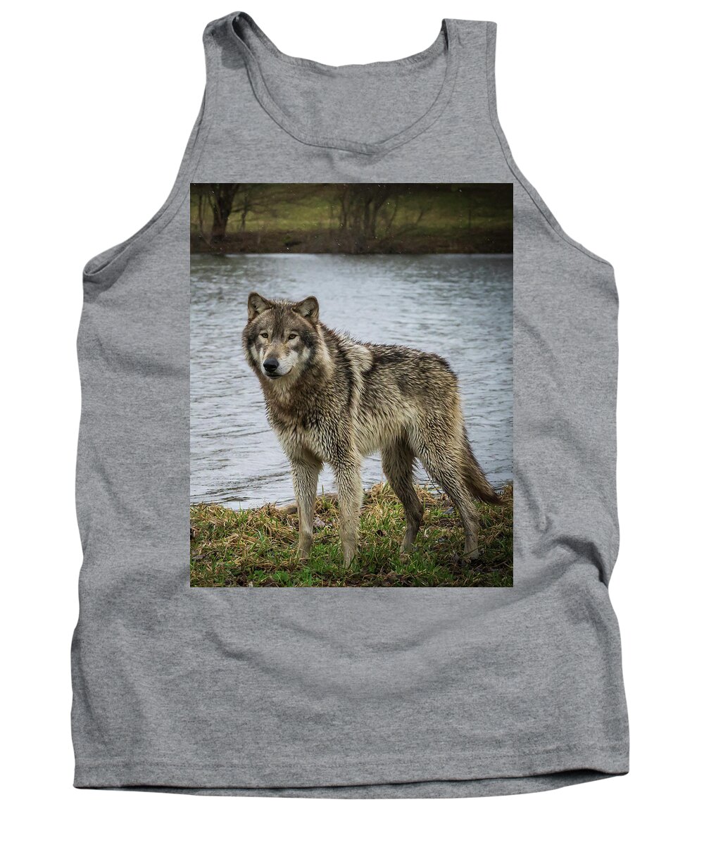 Wolves Wolf Tank Top featuring the photograph Posing by the Water by Laura Hedien