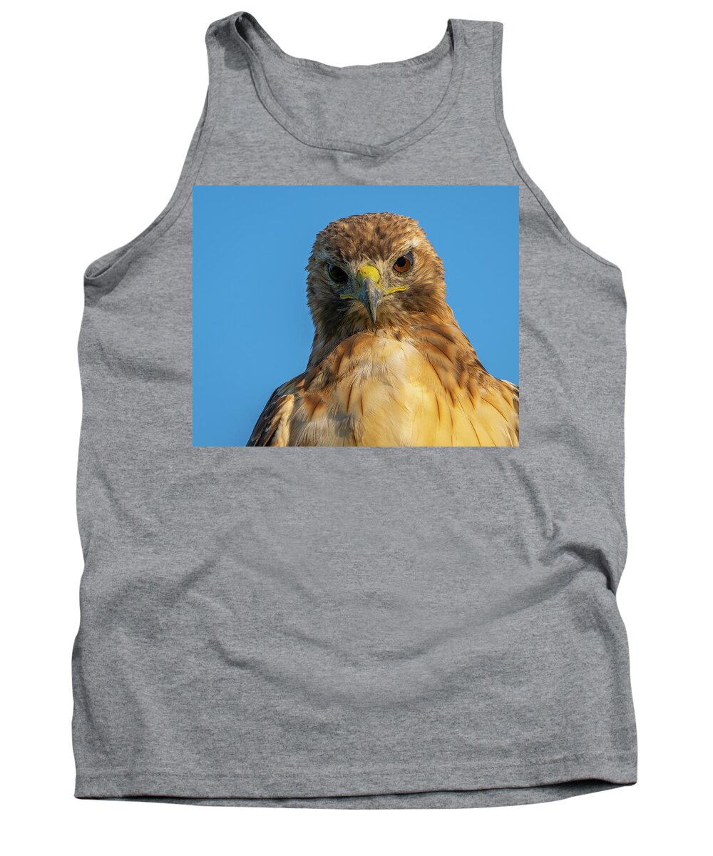 Hawk Tank Top featuring the photograph Red Tail Hawk by Brad Bellisle