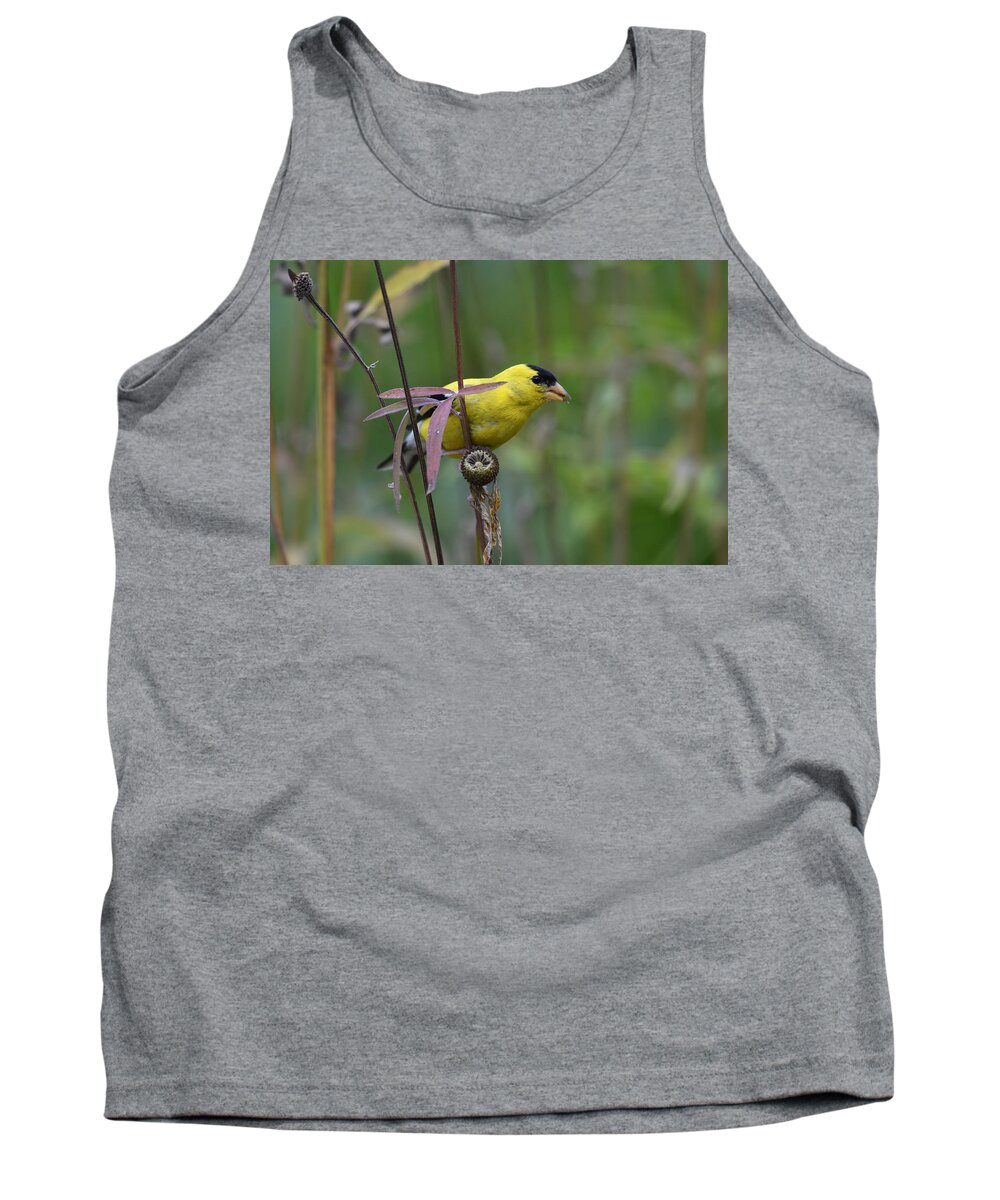 Goldfinch Tank Top featuring the photograph Snack Time by Sonja Jones