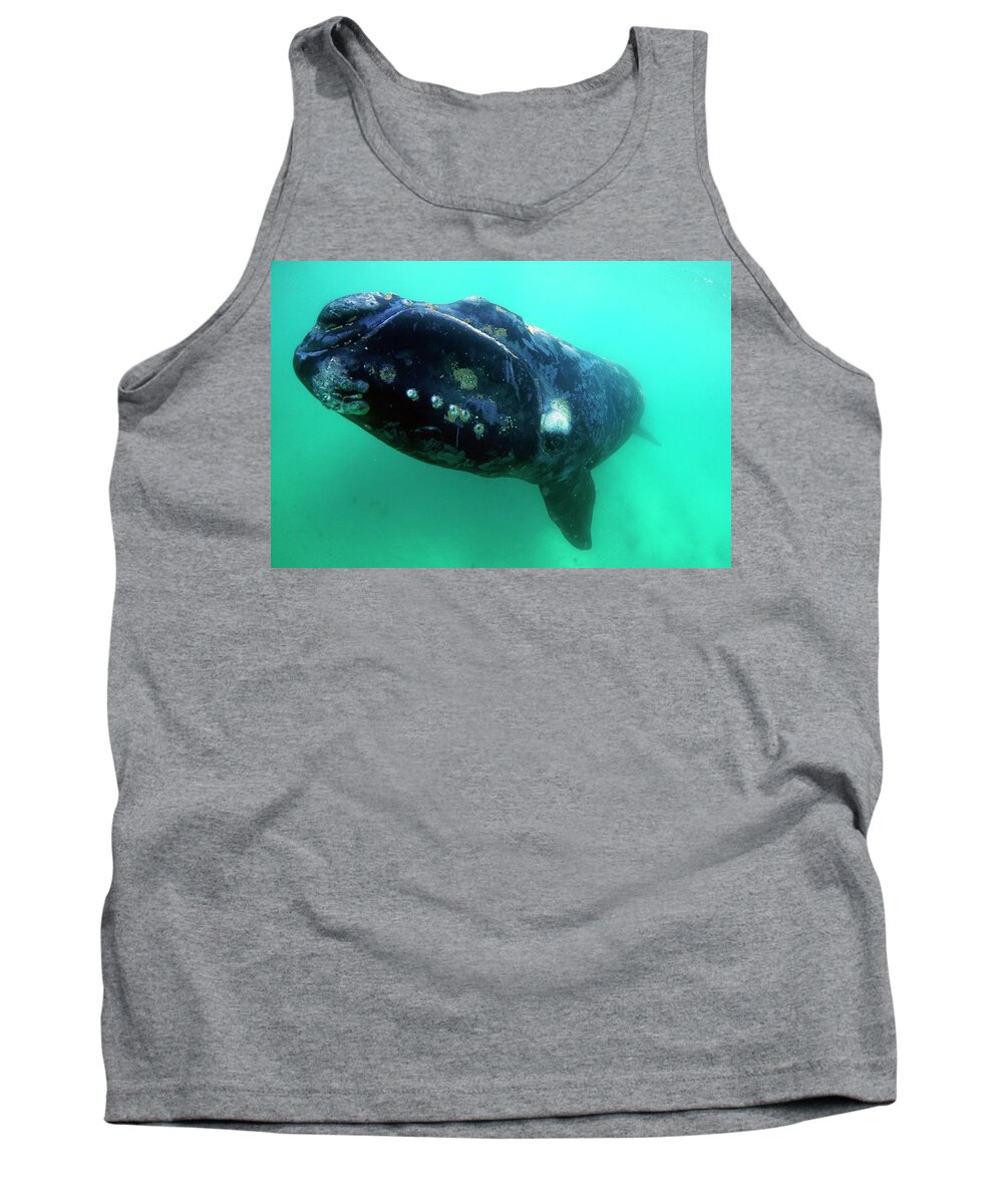 00586968 Tank Top featuring the photograph Southern Rights Whale Off Argentina by Hiroya Minakuchi