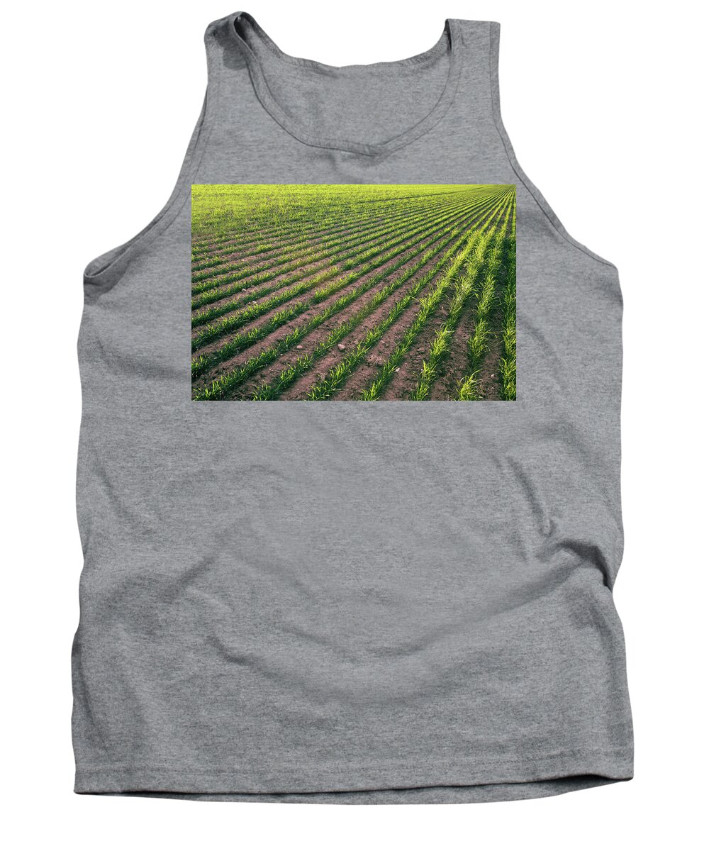 Winter Wheat Tank Top featuring the photograph Wheat Rows by Todd Klassy