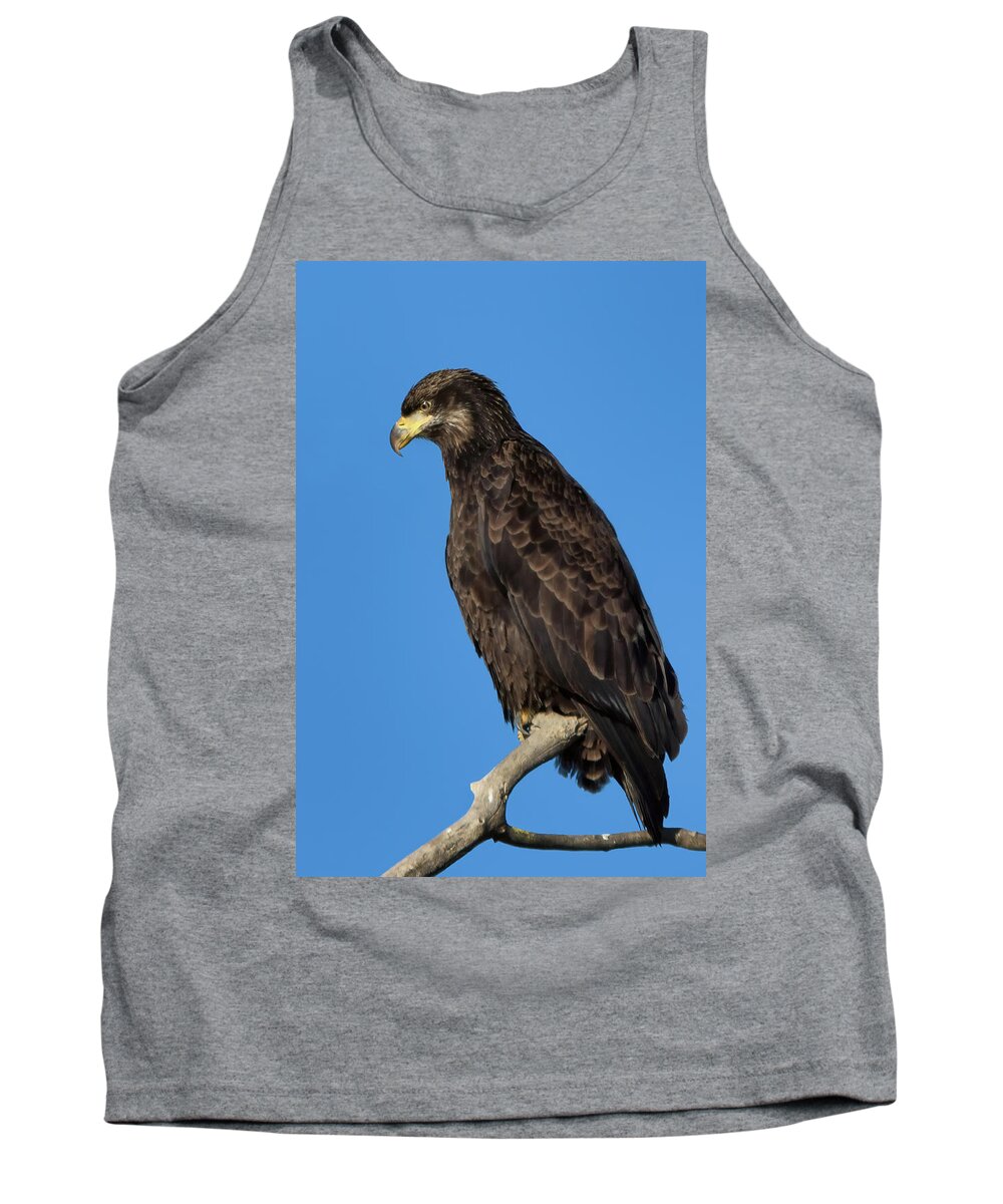 American Bald Eagle Tank Top featuring the photograph Young Bald Eagle by Kathleen Bishop