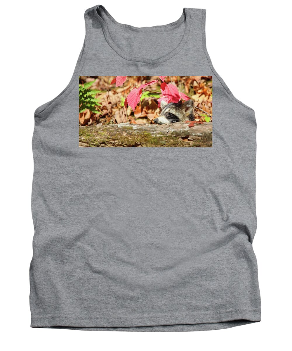 Raccoon Tank Top featuring the photograph Ah...The Warmth Of A Fall Day by Scott Burd