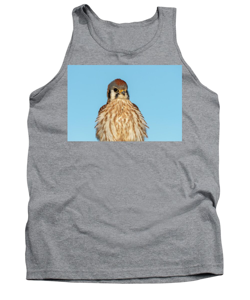 Afternoon Tank Top featuring the photograph American Kestrel Female by Robert Potts