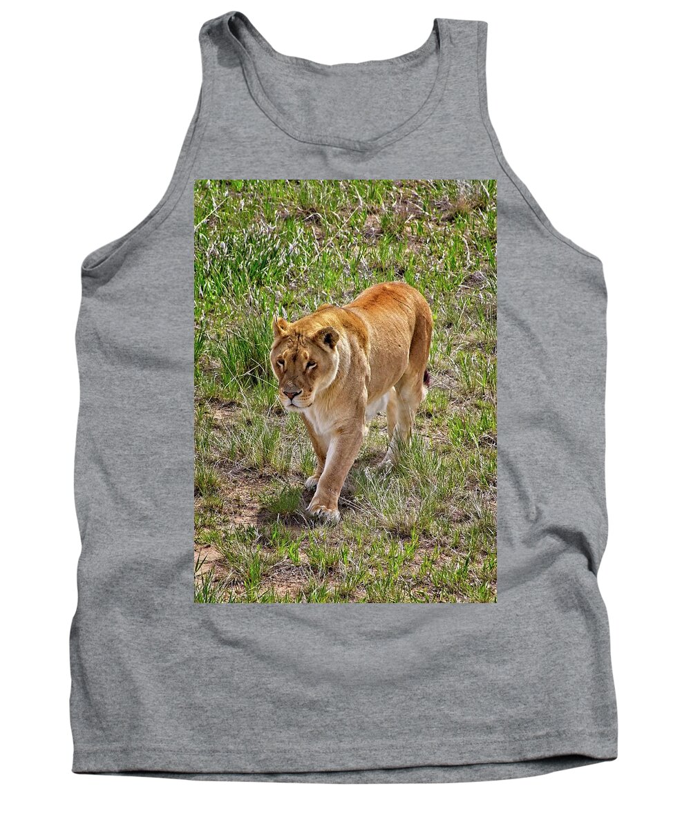 Nature Tank Top featuring the photograph Lioness On The Prowl #3 by Loren Gilbert