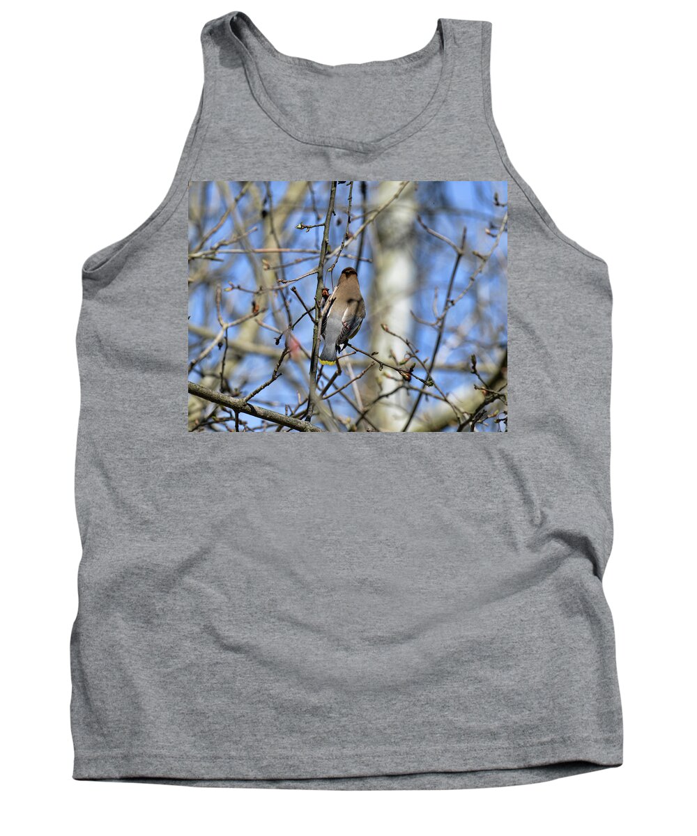  Tank Top featuring the photograph Cedar Waxwing 5 by David Armstrong