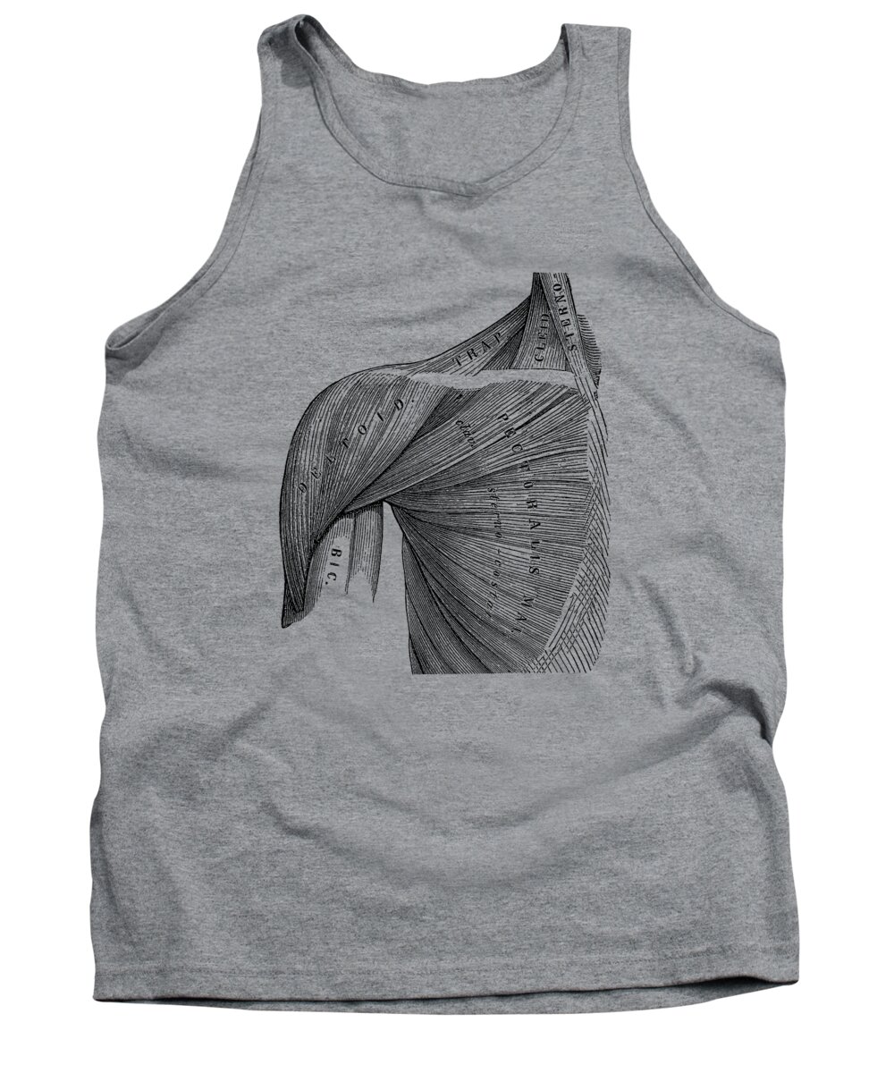 Shoulder Anatomy Tank Top featuring the drawing Chest and Shoulder Muscular System - Vintage Anatomy 2 by Vintage Anatomy Prints