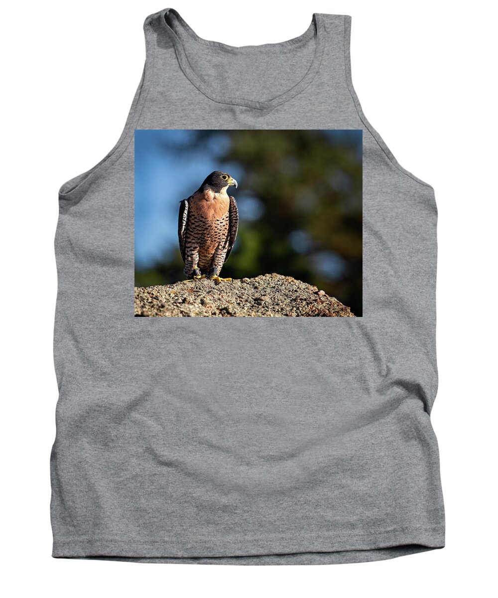Falcon Tank Top featuring the photograph Fred the Falcon by Elin Skov Vaeth