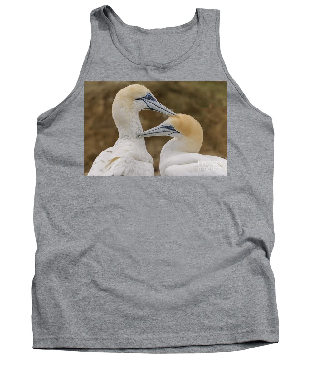 Gannet Tank Top featuring the photograph Gannets 4 by Werner Padarin