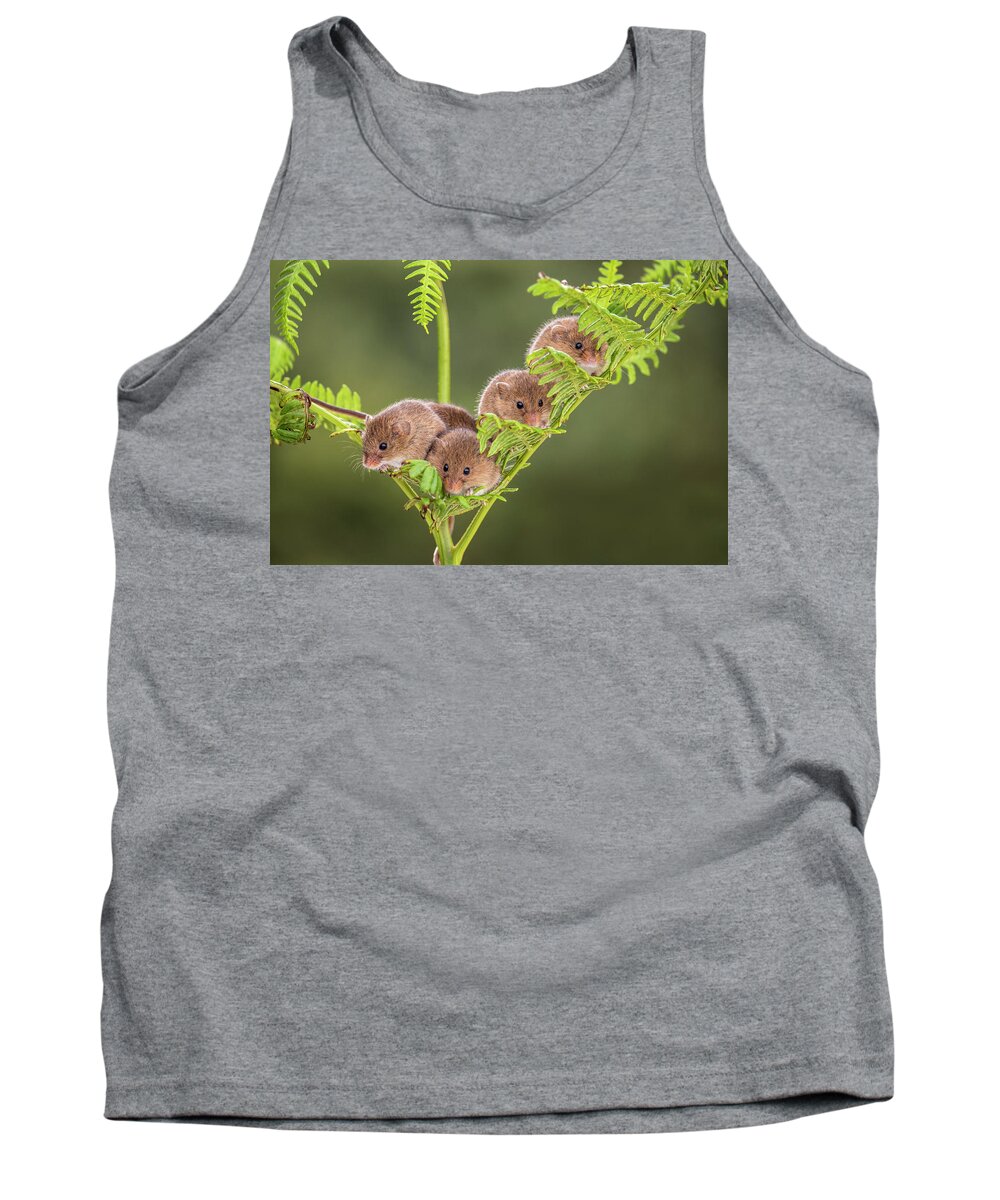 Harvest Tank Top featuring the photograph Harvest Mouse-2166 by Miles Herbert