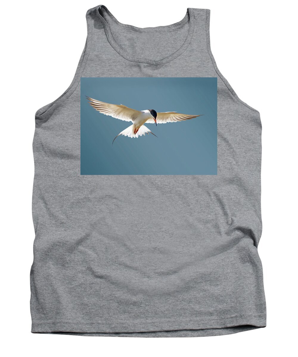 Terns Tank Top featuring the photograph Hovering Tern by Judi Dressler