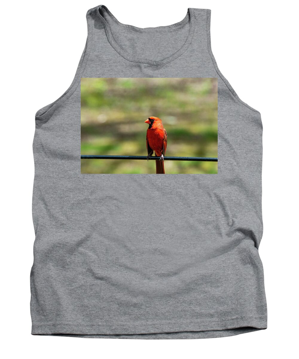 Cardinal Tank Top featuring the photograph Keeping Watch by Linda Segerson