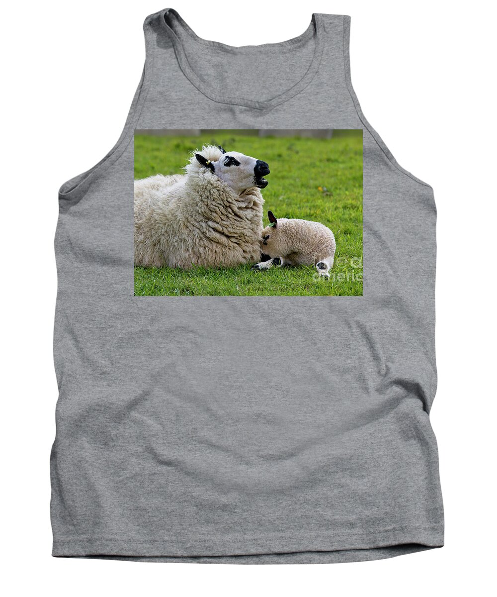 Sheep Tank Top featuring the photograph Kerry Hill Sheep, ewe with twin lambs by Tony Mills