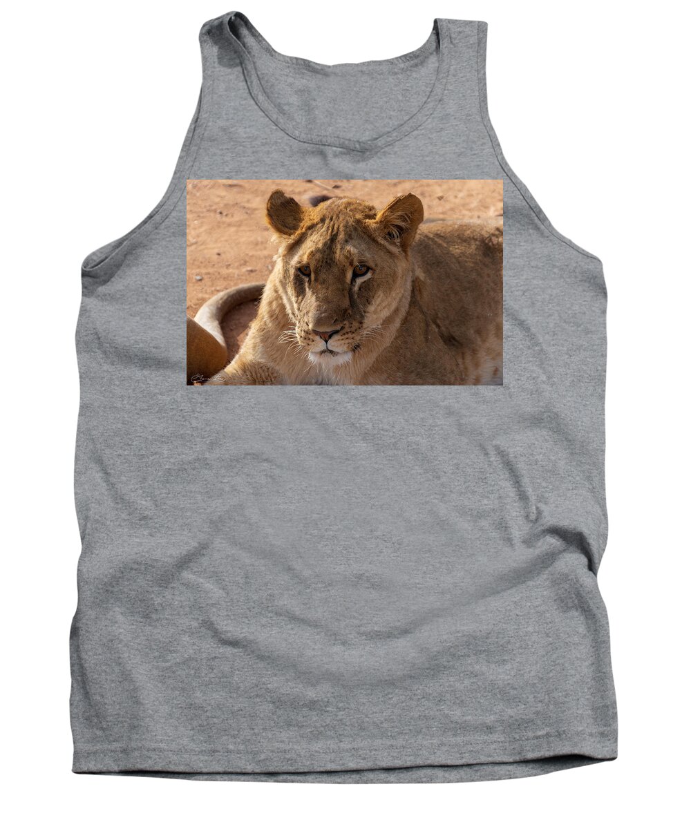 Out Of Africa Fstop101 Lion Tank Top featuring the photograph Lion by Geno Lee