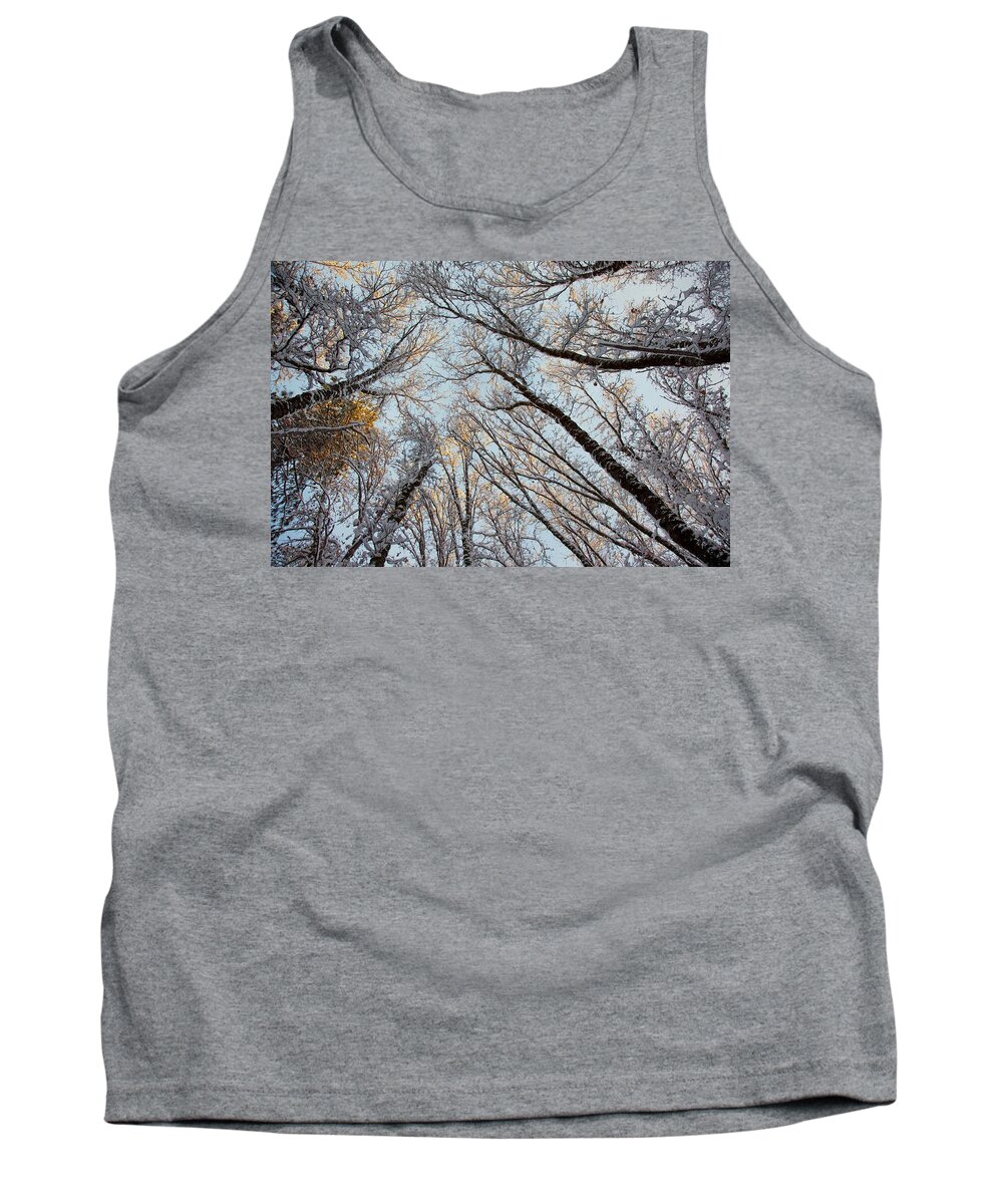 Winter Tank Top featuring the photograph Sun Kissed Oaks by Ryan Workman Photography