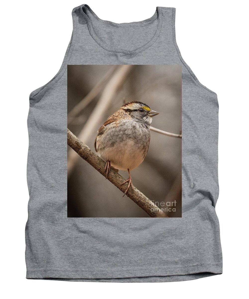 Sparrow Tank Top featuring the photograph Perched. by Alyssa Tumale